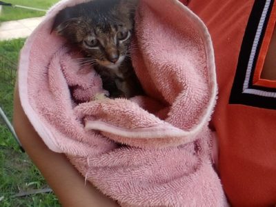 Filhote de gato é resgatado em poço de 7m de profundidade na Bahia